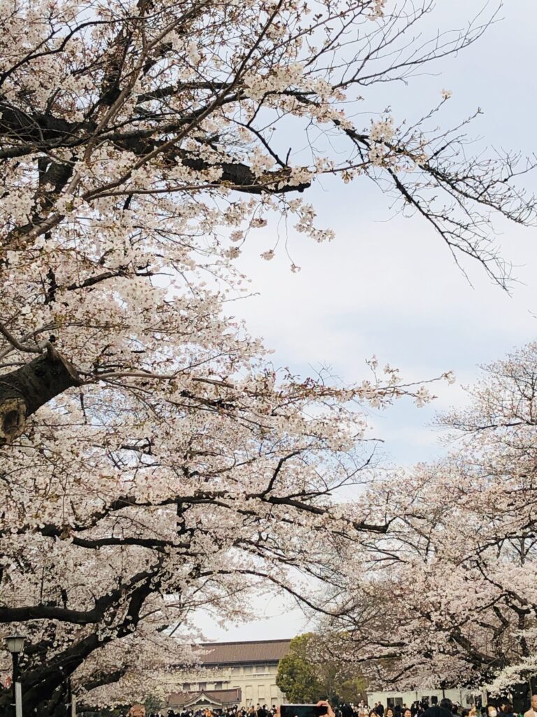 上野公園の桜_東京国立博物館